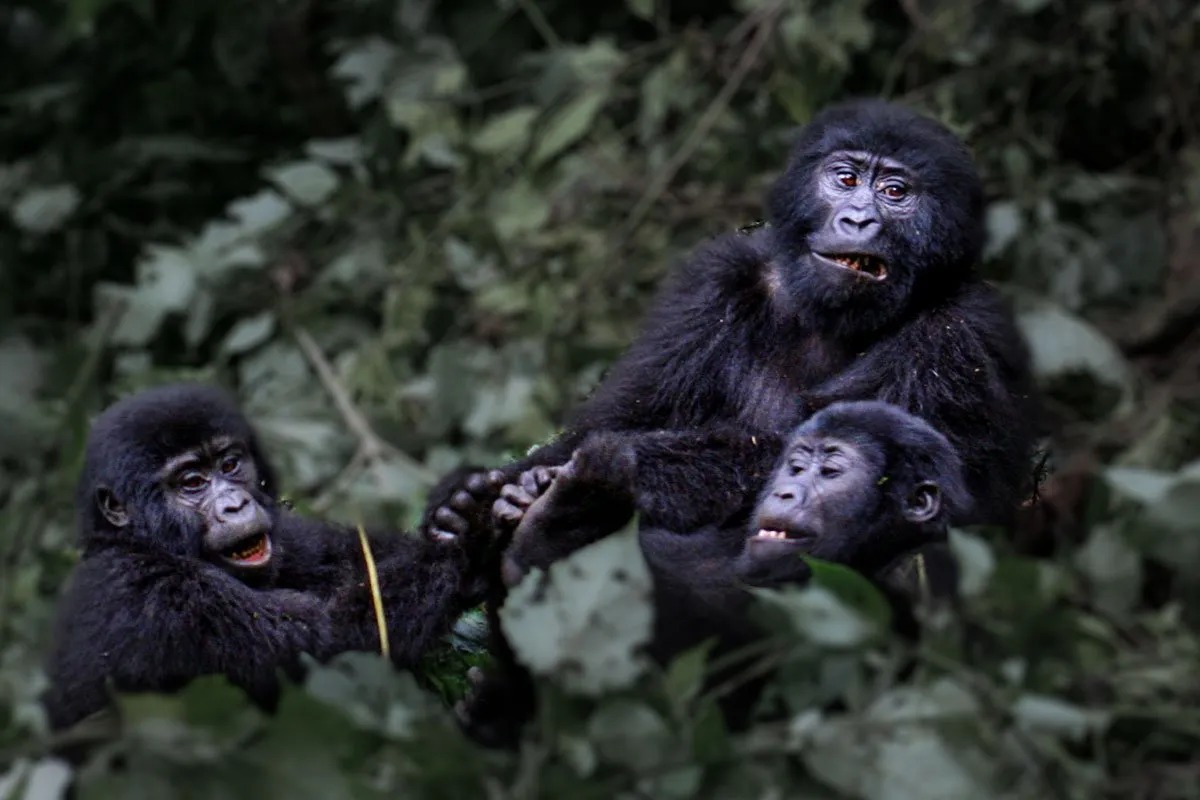 Happy Gorilla Family in Bwindi – Gorilla Uganda journal