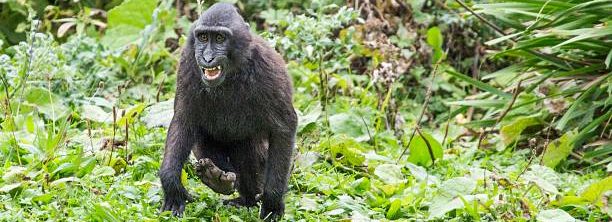 Is Gorilla Trekking Dangerous