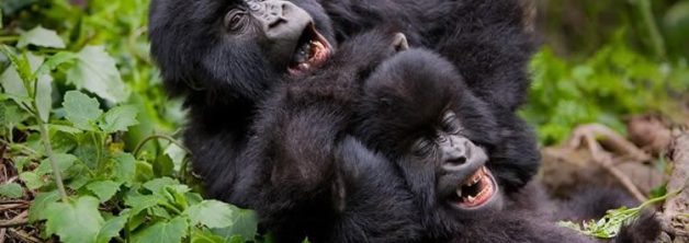 Kanywani Gorilla Family in Bwindi