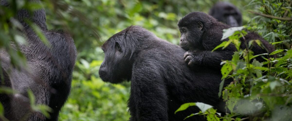 Nkuringo Sector of Bwindi