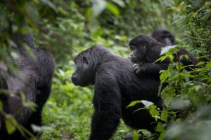 Nkuringo Sector of Bwindi
