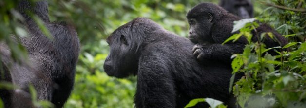 Nkuringo Sector of Bwindi