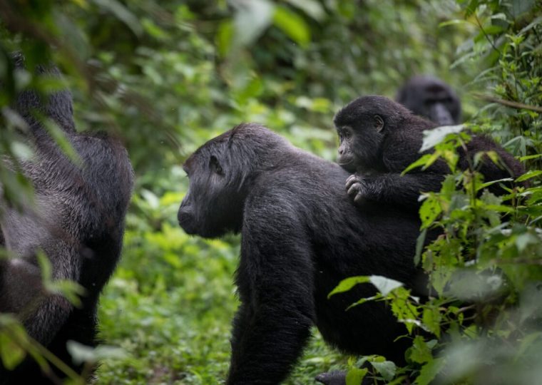 Nkuringo Sector of Bwindi – Gorilla Uganda journal
