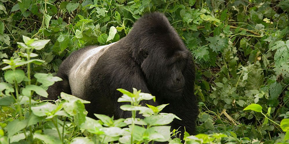 Ruhondeza Silverback