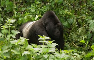Ruhondeza Silverback