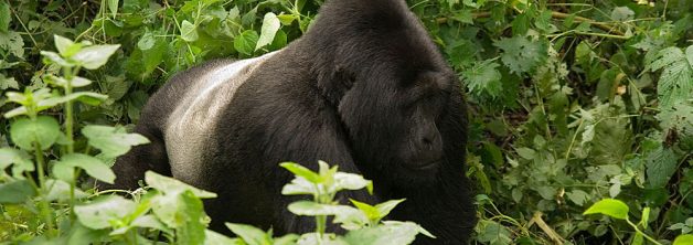 Ruhondeza Silverback