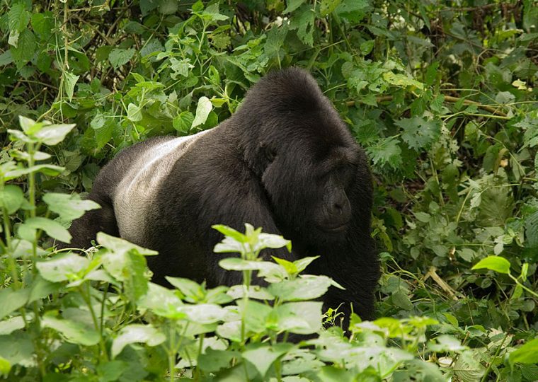 Ruhondeza Silverback – Gorilla Uganda journal