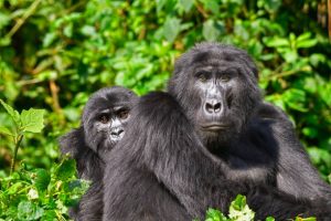 Rushegura Gorilla Family