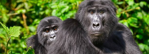 Rushegura Gorilla Family