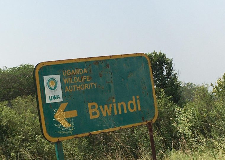 Which National Park is Famous for Gorillas in Uganda? – Gorilla Uganda journal