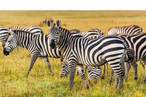 Zebras in Uganda