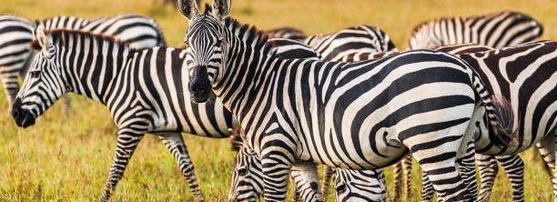 Zebras in Uganda