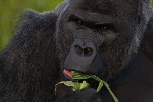 Gorilla Trekking Permit in Kahuzi Biega National Park