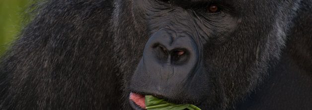 Gorilla Trekking Permit in Kahuzi Biega National Park