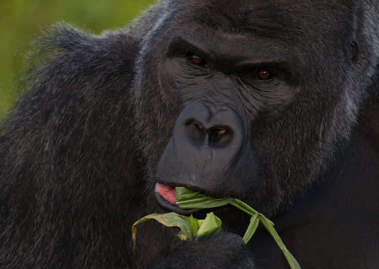 Gorilla Trekking Permit in Kahuzi Biega National Park – Gorilla Uganda journal