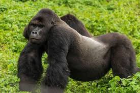 Gorilla Trekking Permit in Kahuzi Biega National Park