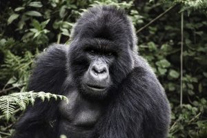 Rwanda Discounted Gorilla Trekking Permits