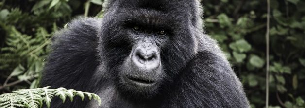 Rwanda Discounted Gorilla Trekking Permits