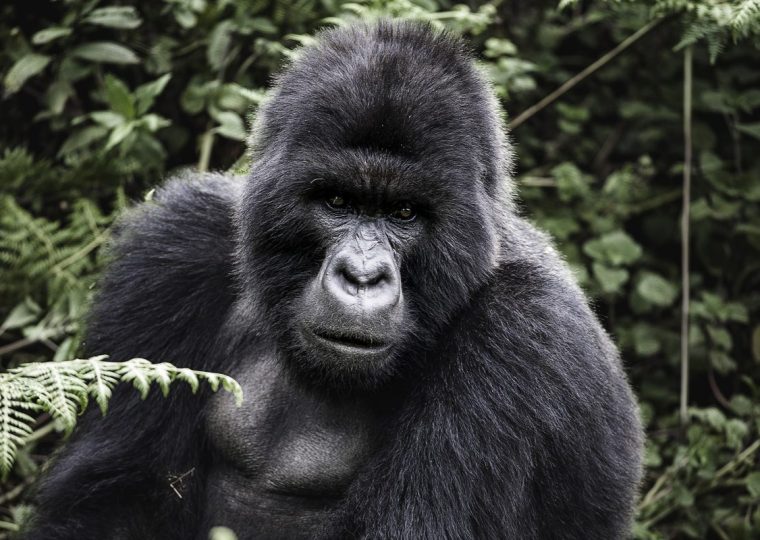 Rwanda Discounted Gorilla Trekking Permits – Gorilla Uganda journal