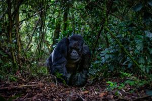 Gorilla Trekking and Safari in Rwanda