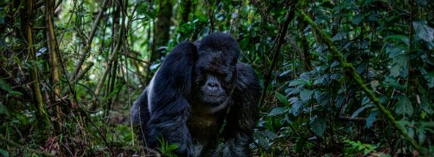 Gorilla Trekking and Safari in Rwanda
