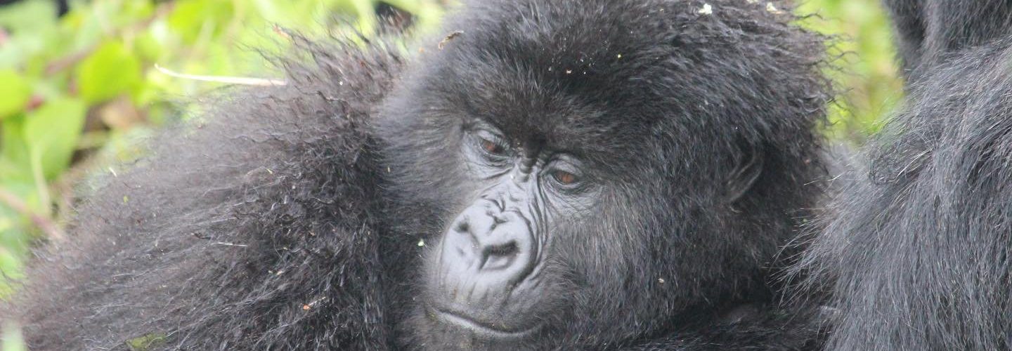 Gorilla Trekking for Solo Travellers