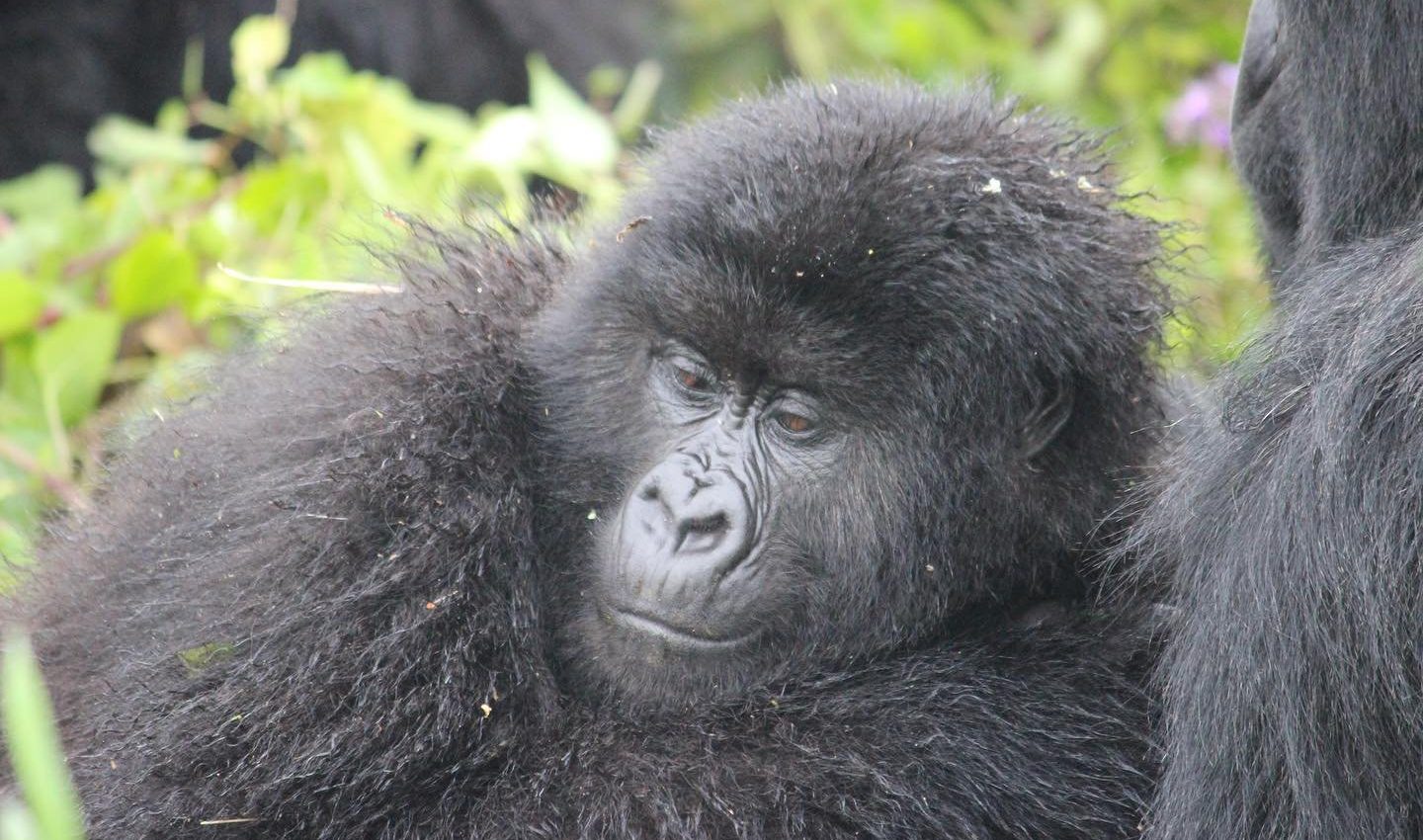 Gorilla Trekking for Solo Travellers – Gorilla Uganda journal