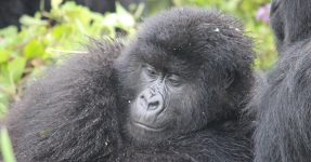 Gorilla Trekking for Solo Travellers