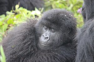 Gorilla Trekking for Solo Travellers