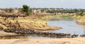 Mara River Crossing