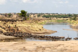 Mara River Crossing