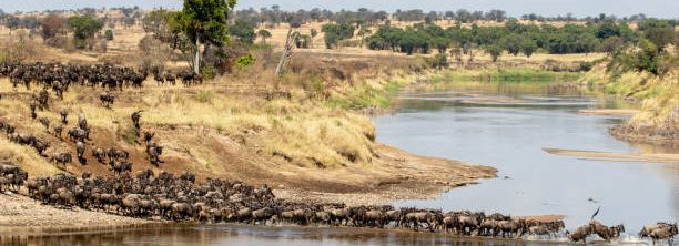 Mara River Crossing