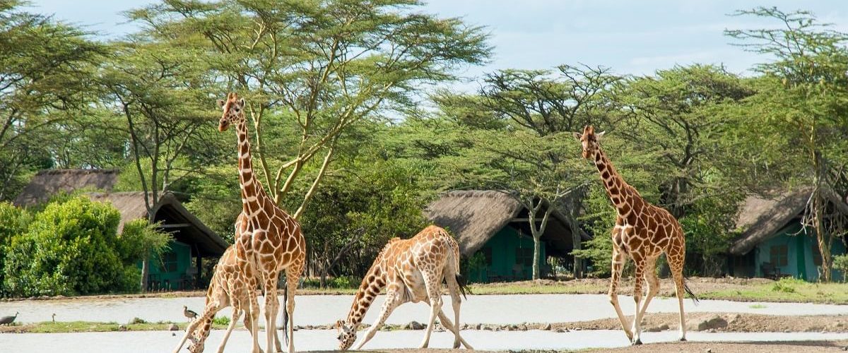 Ol Pejeta Conservancy