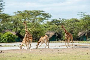 Ol Pejeta Conservancy
