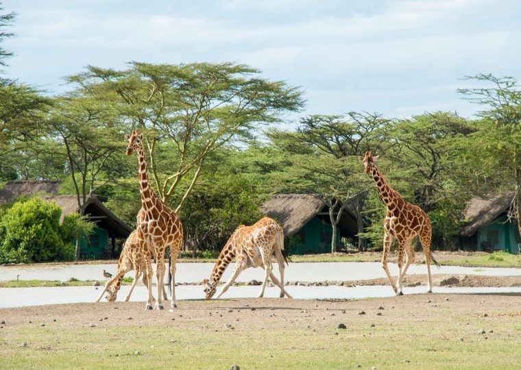 11 Days Gorilla & Wildlife Safari in Uganda Kenya and Tanzania