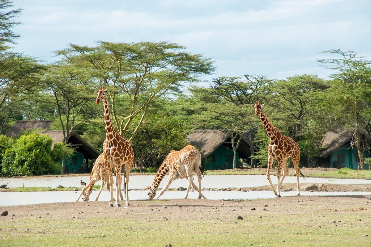 Ol Pejeta Conservancy – Destination guide