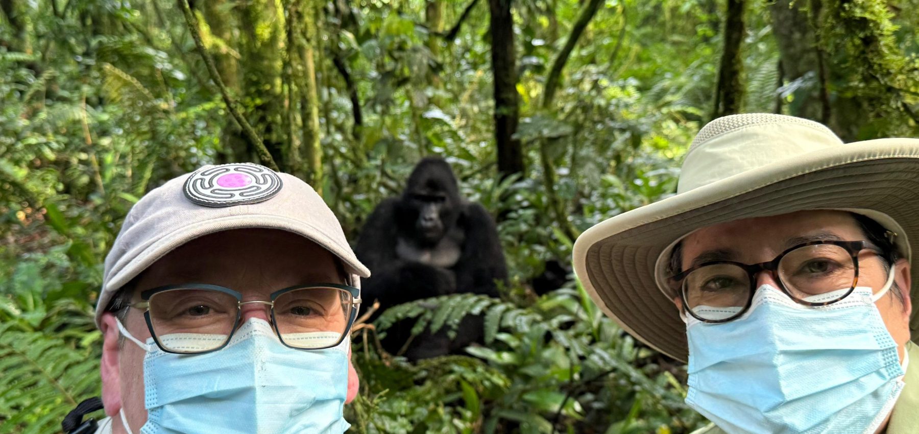 What Happens If I Don’t See Gorillas on the Day of Trekking? – Gorilla Uganda journal