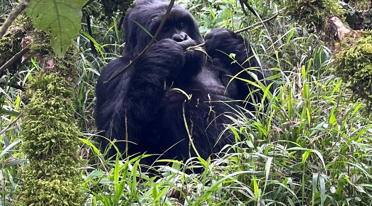 Why Choose Uganda over Rwanda for Gorilla Trekking – Gorilla Uganda journal