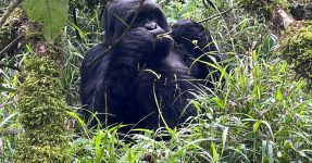 Why Choose Uganda over Rwanda for Gorilla Trekking