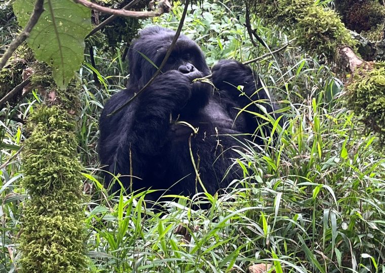 10 Days Best of Rwanda Safari