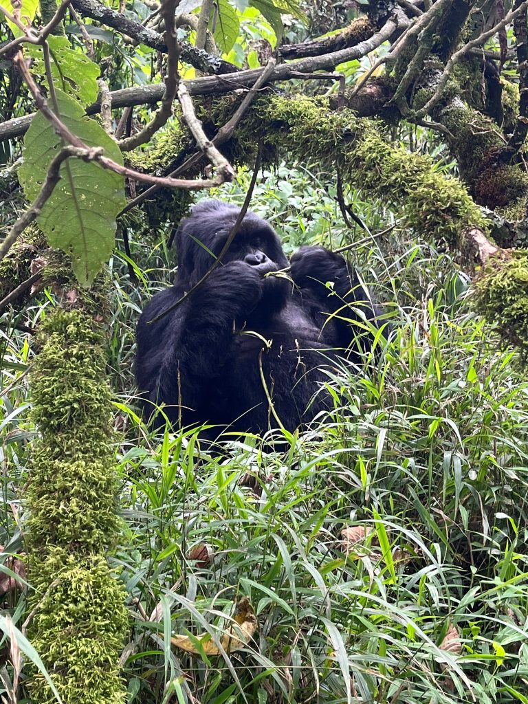 Why Choose Uganda over Rwanda for Gorilla Trekking
