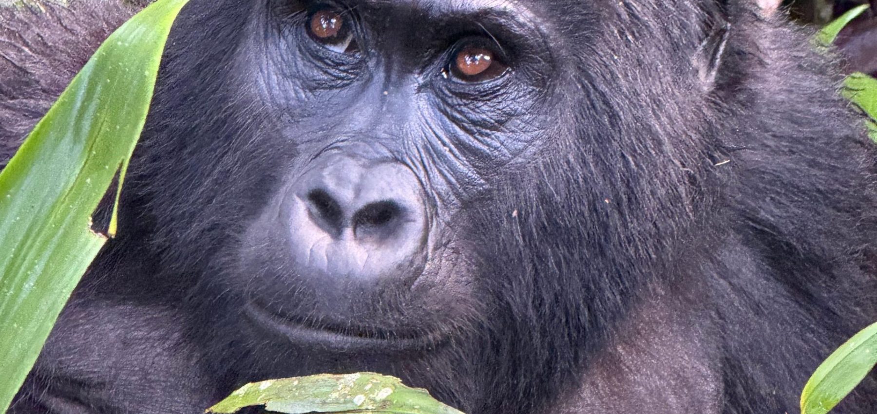 Price of a Gorilla Safari in Rwanda – Gorilla Uganda journal