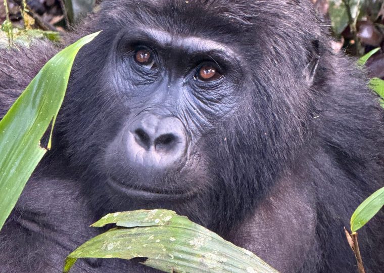 Price of a Gorilla Safari in Rwanda