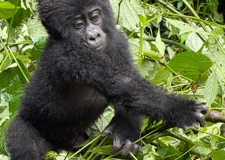14 Days Adventure Rwanda Safari