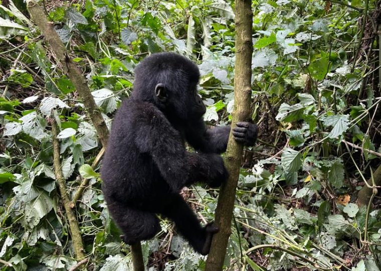 6 Days Lowland Gorilla Trekking Safari