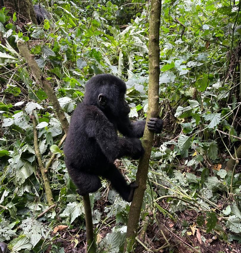 What happens during Gorilla Habituation in Bwindi? – Gorilla Uganda journal