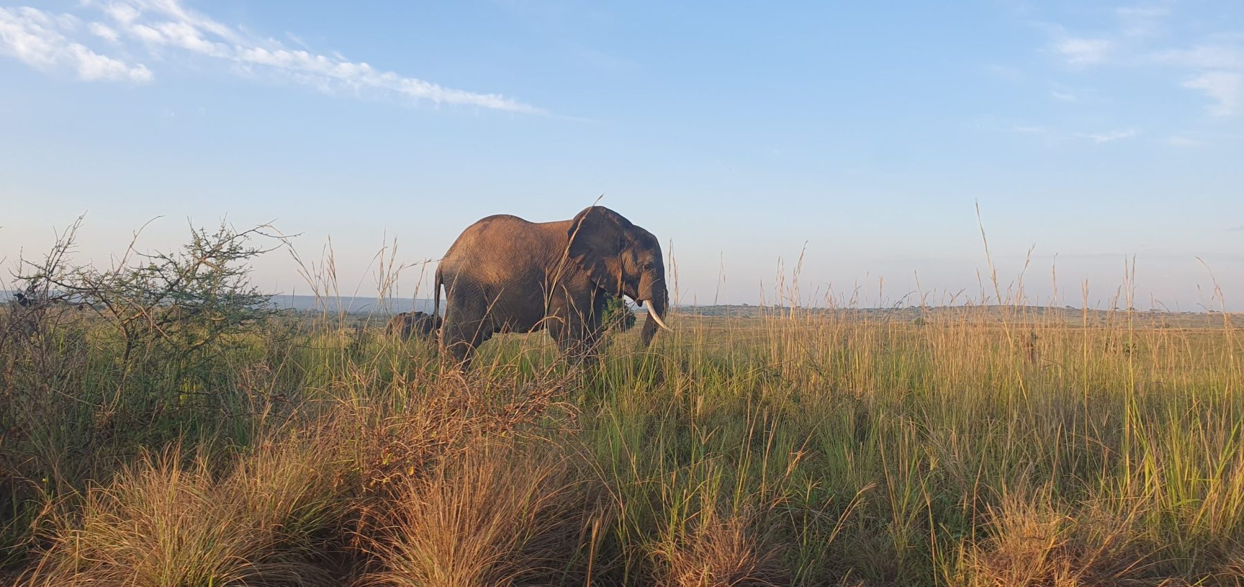 5 Days Fly-in Uganda Safari – Private safari journey