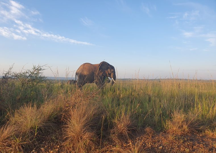 5 Days Fly-in Uganda Safari – Private safari journey