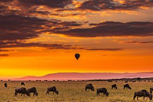 Gorilla Trekking and Wildebeest Migration Safari