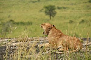 Kidepo Safari Cost
